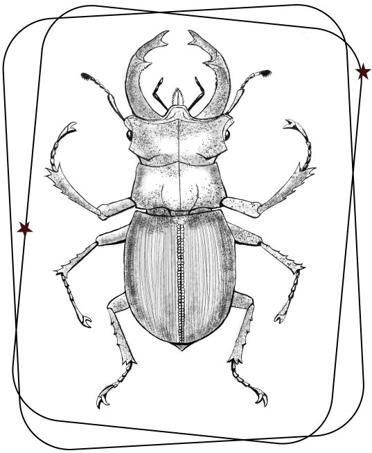 Detailed entomology sketch of beetle.