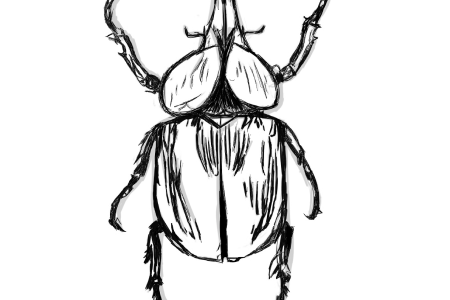 Drawing of beetle.