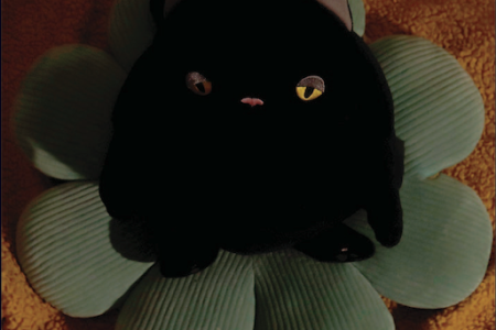 Image of stuffed cat